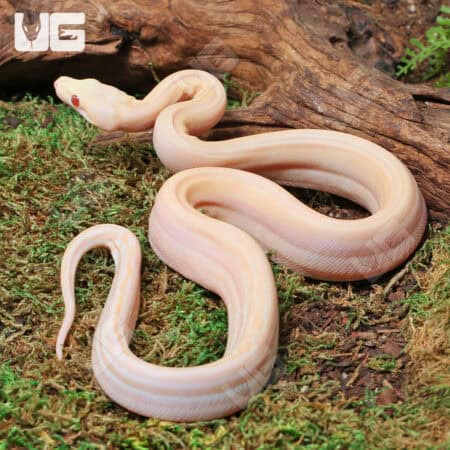 Male Orangasm Pastel Kahl Albino Eclispe Boa #B97 For Sale - Underground Reptiles