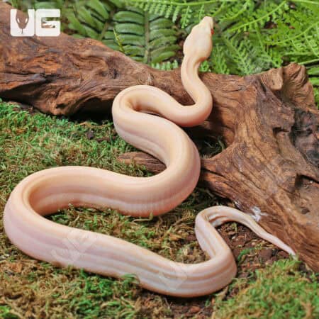 Male Orangasm Pastel Kahl Albino Eclispe Boa #B97 For Sale - Underground Reptiles