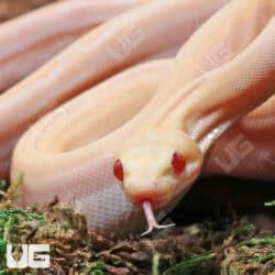 Male Orangasm Pastel Kahl Albino Eclispe Boa #B97 For Sale - Underground Reptiles