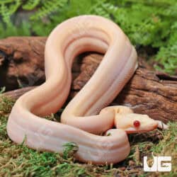 Male Orangasm Pastel Kahl Albino Eclispe Boa #B97 For Sale - Underground Reptiles