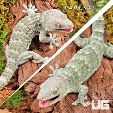 Baby Platinum Tokay Gecko on tree bark, showcasing vibrant colors and patterns.