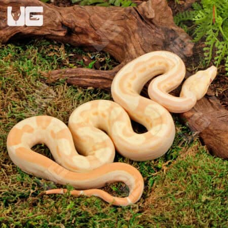 Female Pos Super Hypo Sharp Sunglow 66% Het RDR BEA 66% Het Anery Boa #B121 For Sale - Underground Reptiles