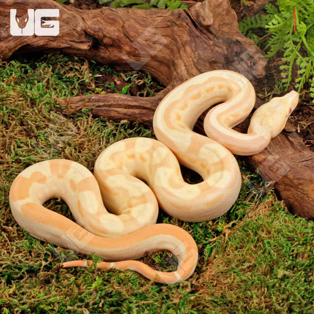 Female Pos Super Hypo Sharp Sunglow 66% Het RDR BEA 66% Het Anery Boa #B121 For Sale - Underground Reptiles
