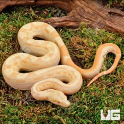 Female Pos Super Hypo Sharp Sunglow 66% Het RDR BEA 66% Het Anery Boa #B121 For Sale - Underground Reptiles