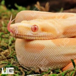 Female Pos Super Hypo Sharp Sunglow 66% Het RDR BEA 66% Het Anery Boa #B121 For Sale - Underground Reptiles