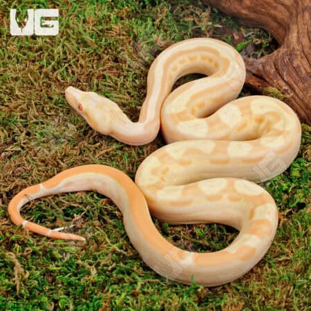 Female Pos Super Hypo Sharp Sunglow 66% Het RDR BEA 66% Het Anery Boa #B121 For Sale - Underground Reptiles