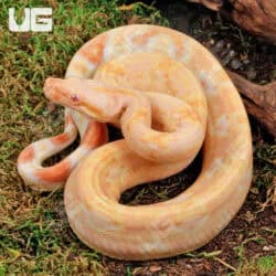 Male Pos Super Hypo Sharp Sunglow (Full Blood Blue Line) 2022 Boa #B101 For Sale - Underground Reptiles