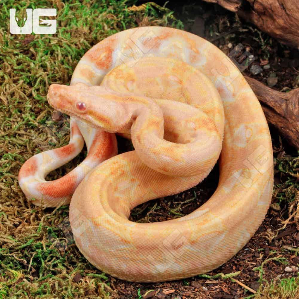 Male Pos Super Hypo Sharp Sunglow (Full Blood Blue Line) 2022 Boa #B101 For Sale - Underground Reptiles