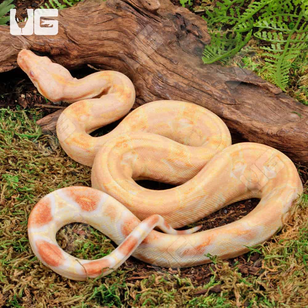 Male Pos Super Hypo Sharp Sunglow (Full Blood Blue Line) 2022 Boa #B101 For Sale - Underground Reptiles