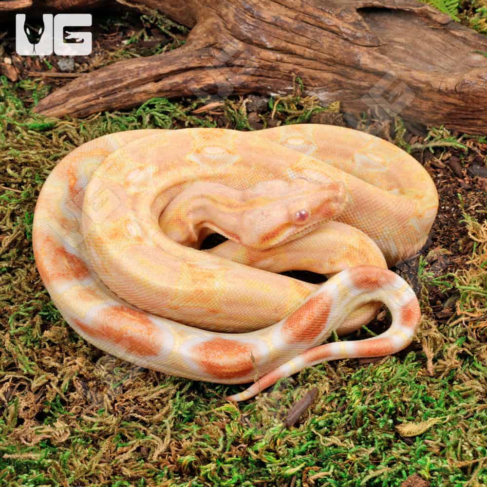 Male Pos Super Hypo Sharp Sunglow (Full Blood Blue Line) 2022 Boa #B101 For Sale - Underground Reptiles