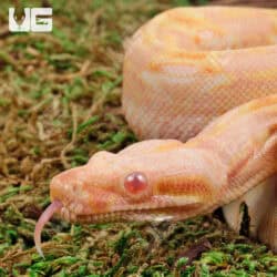 Male Pos Super Hypo Sharp Sunglow (Full Blood Blue Line) 2022 Boa #B101 For Sale - Underground Reptiles