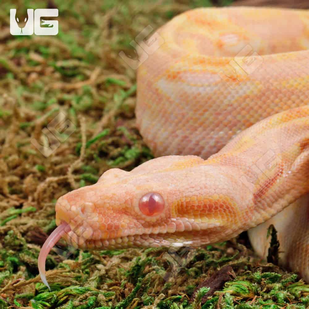 Male Pos Super Hypo Sharp Sunglow (Full Blood Blue Line) 2022 Boa #B101 For Sale - Underground Reptiles
