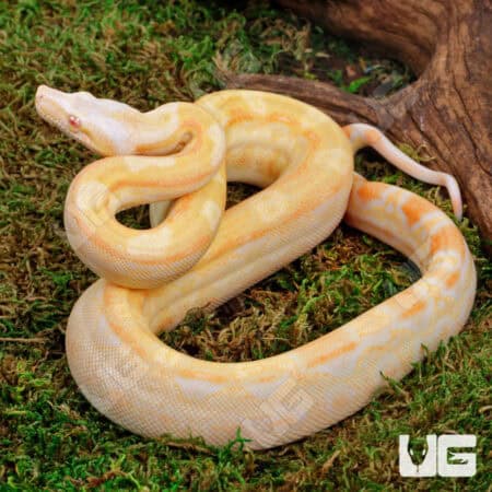 Female Pos Super Sharp Sunglow Aztec (Blue Line) Boa #B122 For Sale - Underground Reptiles
