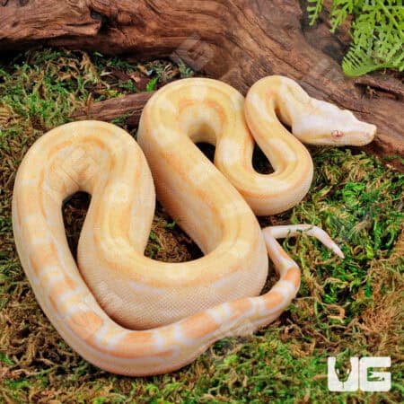 Female Pos Super Sharp Sunglow Aztec (Blue Line) Boa #B122 For Sale - Underground Reptiles