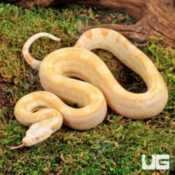 Female Pos Super Sharp Sunglow Aztec (Blue Line) Boa #B122 For Sale - Underground Reptiles