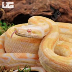 Female Pos Super Sharp Sunglow Aztec (Blue Line) Boa #B122 For Sale - Underground Reptiles