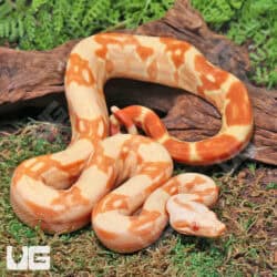 Pos Super Sharp Sunglow (Blue Line) Carpet Python For Sale - Underground Reptiles