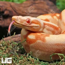 Pos Super Sharp Sunglow (Blue Line) Carpet Python For Sale - Underground Reptiles