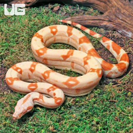 Pos Super Sharp Sunglow (Blue Line) Carpet Python For Sale - Underground Reptiles