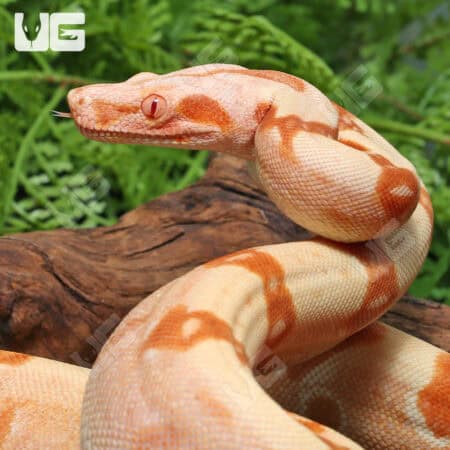 Pos Super Sharp Sunglow (Blue Line) Carpet Python For Sale - Underground Reptiles