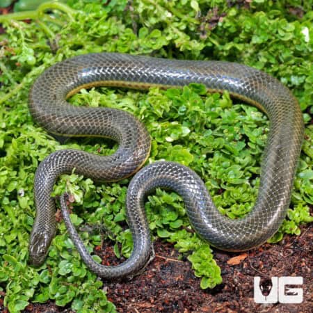 Rainbow Water Snake (Enhydris enhydris) For Sale - Underground Reptiles