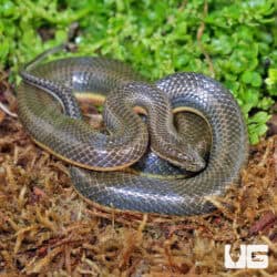 Rainbow Water Snake (Enhydris enhydris) For Sale - Underground Reptiles