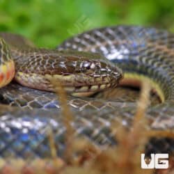 Rainbow Water Snake (Enhydris enhydris) For Sale - Underground Reptiles