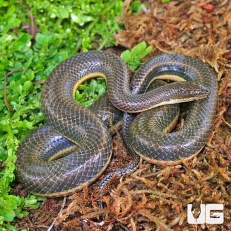 Rainbow Water Snake (Enhydris enhydris) For Sale - Underground Reptiles