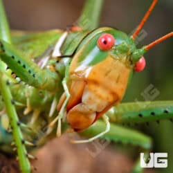 Adult Eastern Lubber Grasshopper For Sale - Underground Reptiles