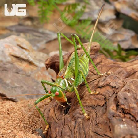 Adult Eastern Lubber Grasshopper For Sale - Underground Reptiles