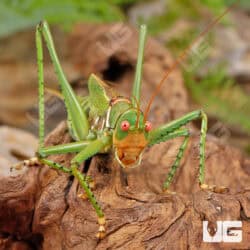 Adult Eastern Lubber Grasshopper For Sale - Underground Reptiles