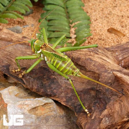 Adult Eastern Lubber Grasshopper For Sale - Underground Reptiles