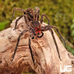 Red Fang Wandering Spiders for sale - Underground Reptiles