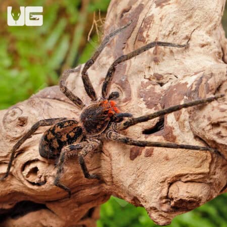 Red Fang Wandering Spiders for sale - Underground Reptiles