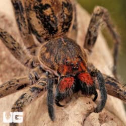 Red Fang Wandering Spiders for sale - Underground Reptiles