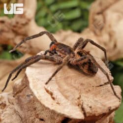 Red Fang Wandering Spiders for sale - Underground Reptiles