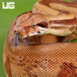 Male Russo Red Pastel Hypo Het Sterling 2020 Boa For Sale - Underground Reptiles