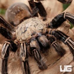 Skeleton Leg Tarantula (Ephebopus murinus) For Sale - Underground Reptiles