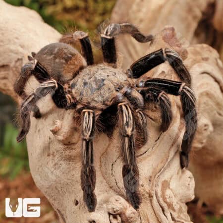 Skeleton Leg Tarantula (Ephebopus murinus) For Sale - Underground Reptiles