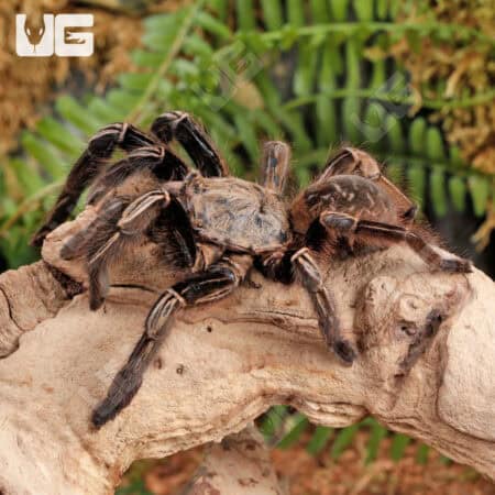 Skeleton Leg Tarantula (Ephebopus murinus) For Sale - Underground Reptiles