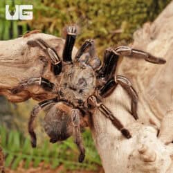 Skeleton Leg Tarantula (Ephebopus murinus) For Sale - Underground Reptiles