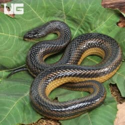 Crayfish Snakes (Liodytes rigida) For Sale - Underground Reptiles