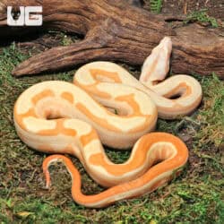 Male Super Hypo Sharp Sunglow Arabesque 66% Het RDR BEA 66% Het Anery Boa For Sale - Underground Reptiles