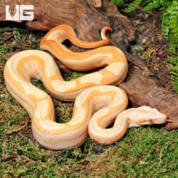 Male Super Hypo Sharp Sunglow Arabesque 66% Het RDR BEA 66% Het Anery Boa For Sale - Underground Reptiles