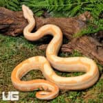 Male Super Hypo Sharp Sunglow Arabesque 66% Het RDR BEA 66% Het Anery Boa For Sale - Underground Reptiles