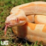 Male Super Hypo Sharp Sunglow Arabesque 66% Het RDR BEA 66% Het Anery Boa For Sale - Underground Reptiles