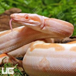 Female Super Sharp Sunglow 66% Het RDR BEA 66% Het Anery Boa For Sale - Underground Reptiles