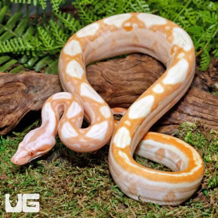 Female Super Sharp Sunglow 66% Het RDR BEA 66% Het Anery Boa For Sale - Underground Reptiles