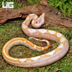 Female Super Sharp Sunglow 66% Het RDR BEA 66% Het Anery Boa For Sale - Underground Reptiles