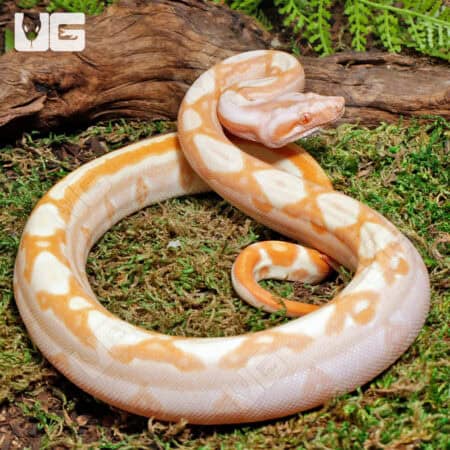 Female Super Sharp Sunglow 66% Het RDR BEA 66% Het Anery Boa For Sale - Underground Reptiles